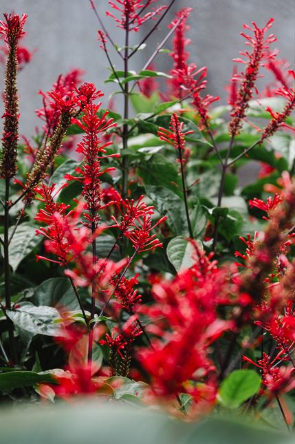 Em períodos de estresse climático, cuidados como a adubação e a poda precisam considerar as condições da planta e a époc